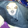 10. Teddy macht auch mit